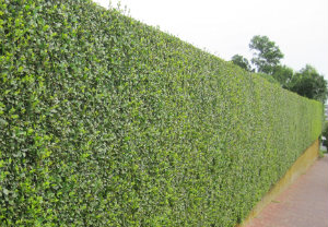 hedge-cutting-maintenance-mortlake